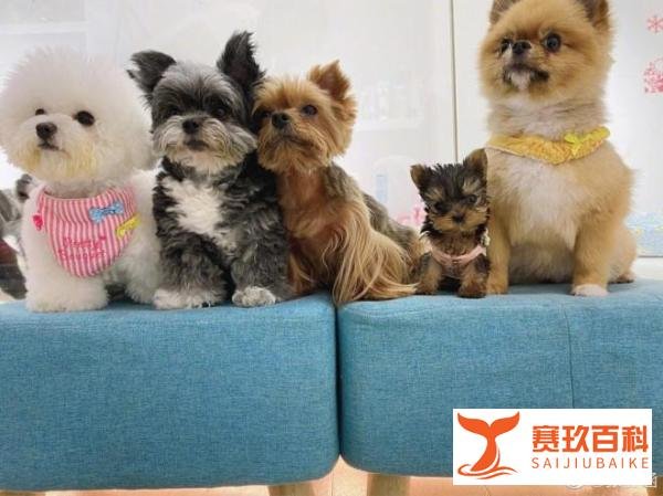 张韶涵痛别15年挚爱 突听噩耗：愿来世再当家人