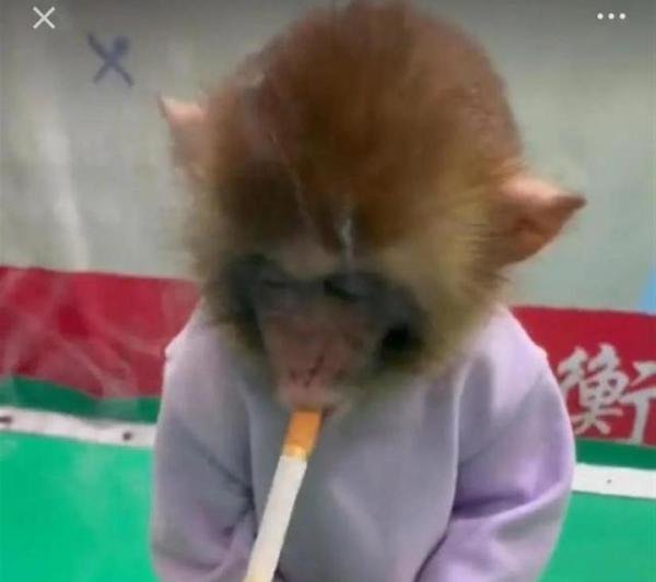猴子抽烟涂口红,穿尿不湿直播“带货”网友:吃相难看