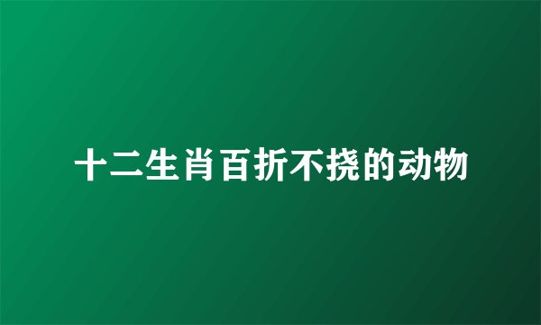 十二生肖百折不挠的动物