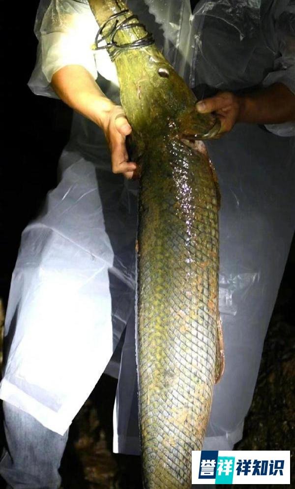 河南汝州怪鱼捕获！为一雄一雌两条，宁夏银川竟也出现鳄雀鳝踪迹