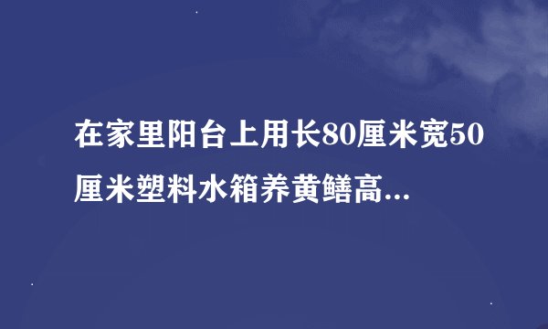 在家里阳台上用长80厘米宽50厘米塑料水箱养黄鳝高密度一个箱子放多少鳝鱼