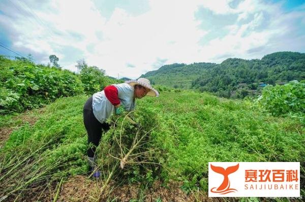 A股：重磅悬念“青蒿素”概念股5大龙头有望登顶！（名单）