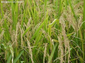 长沙一餐饮店推行称体重点餐，这种模式真的可取吗？