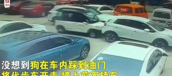 狗狗被关车内踩油门将车开走追尾 网友:坐副驾驶久了狗都会开车了