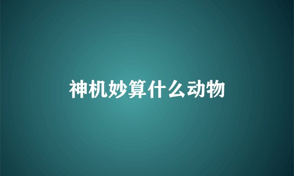神机妙算什么动物