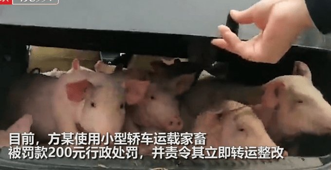 男子用私家小轿车载13头猪崽被查,他违反了怎样的交通法规?