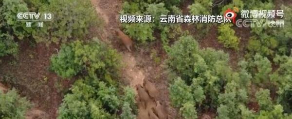 象群围成圈给小象取暖 这是咋情况？