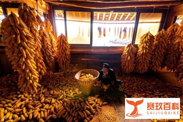 2022年3月全国玉米走势分析:玉米价格涨得发虚,潮粮有“风险”