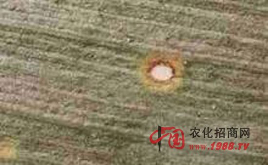 脐点1988的脐点1988简介