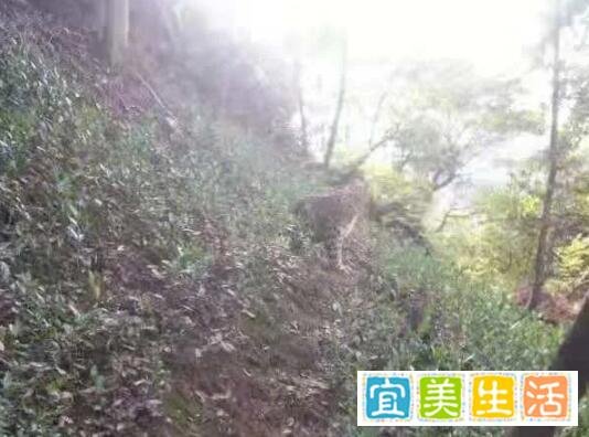 杭州转塘山林疑有豹子出没 这是咋情况？