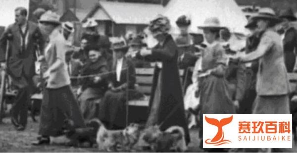 被虐待的宠物：长耳兔变剪耳兔