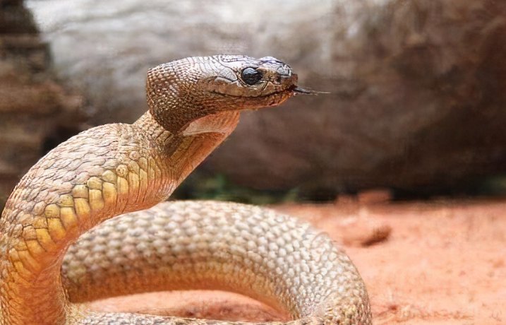 红花柳绿任君选是什么生肖