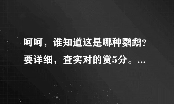 呵呵,谁知道这是哪种鹦鹉?要详细,查实对的赏5分。先到先得。图如下