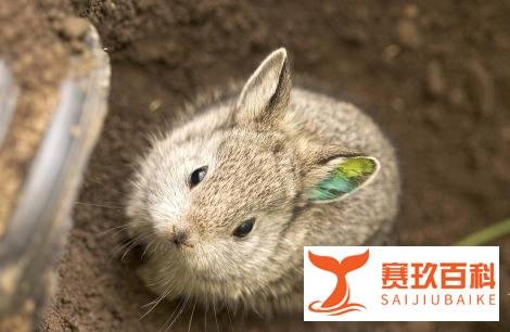 被虐待的宠物：长耳兔变剪耳兔