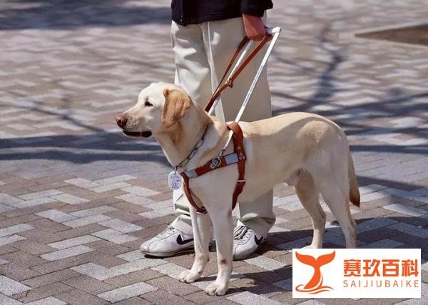 哈工大回应禁止导盲犬入内:为保护学生,确有需要可出示导盲犬证