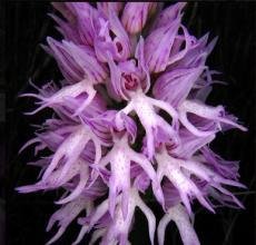 Orchis Italica (裸男兰)