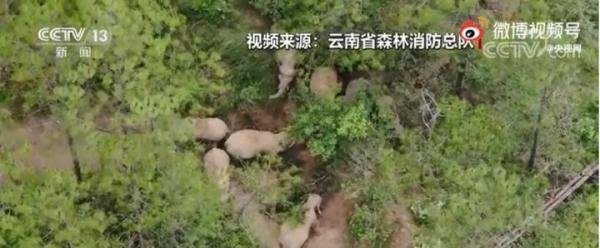 象群围成圈给小象取暖 这是咋情况？