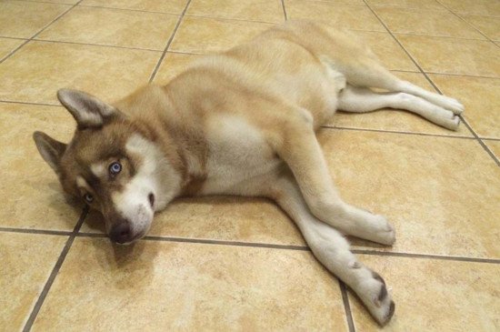 狼为什么不攻击哈士奇，三个原因导致狼把二哈当同类不咬它