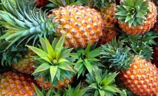 打六折？台湾菠萝降价竞争销往日本…