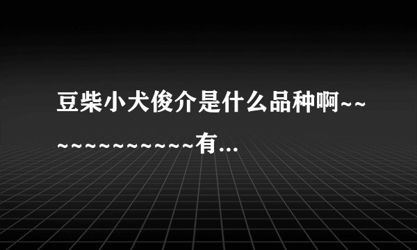豆柴小犬俊介是什么品种啊~~~~~~~~~~~~有木有人知道啊~~~~~~~~~~~~~~