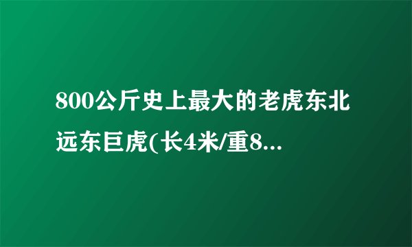 800公斤史上最大的老虎东北远东巨虎(长4米/重800公斤)