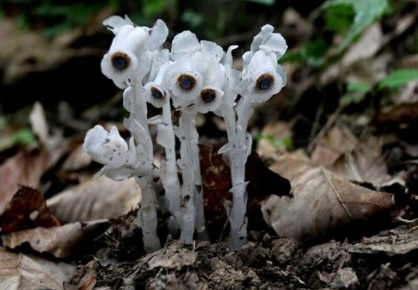 花语是杀戮的花是什么?