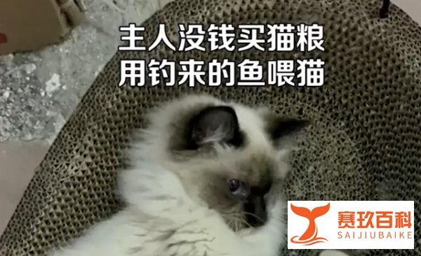 主人没钱买猫粮,用淡水生鱼喂猫,网友直呼不对劲