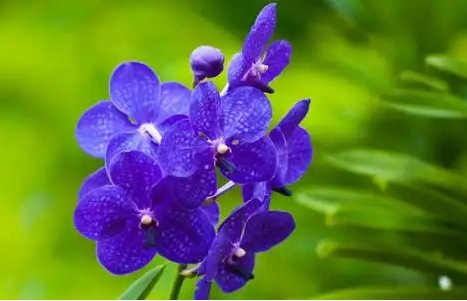 芃羽的花语是什么呢?