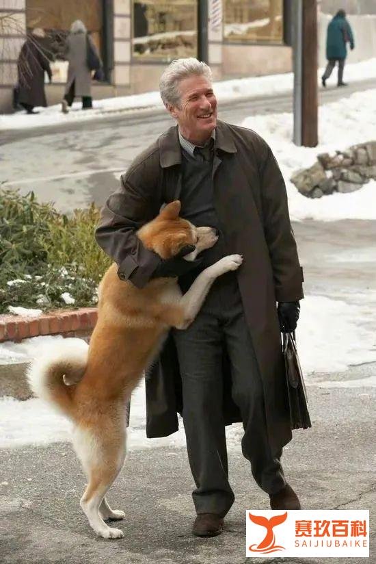 中国翻拍《忠犬八公》，主角将换成中华田园犬！