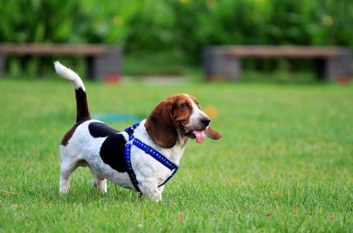 巴吉度犬多少钱一只？