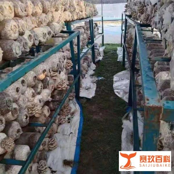 外贸从业者转行 在非洲创业做农场