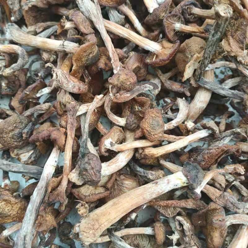 东北野生榛磨蘑菇