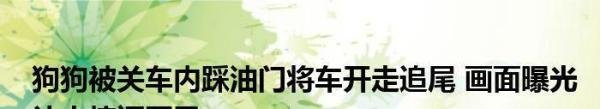 狗狗被关车内踩油门将车开走追尾 网友:坐副驾驶久了狗都会开车了