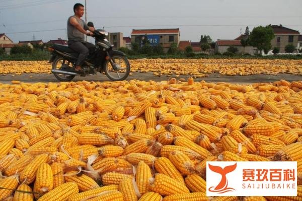 2022年3月全国玉米走势分析:玉米价格涨得发虚,潮粮有“风险”