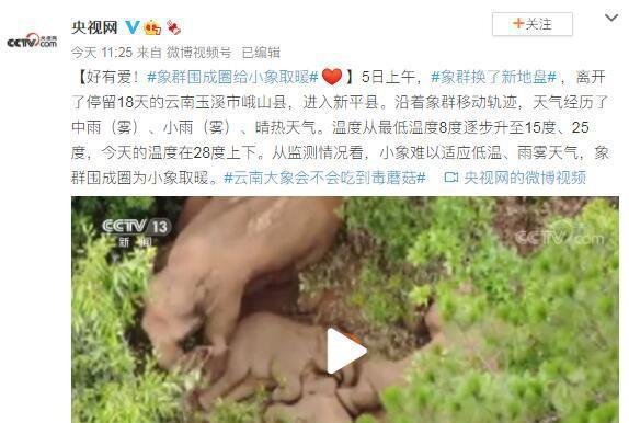 象群围成圈给小象取暖 这是咋情况？