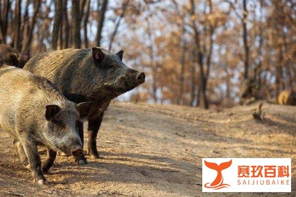 陕西渭南市林业局发布，捕猎野猪一头奖励2500元？防控野猪危害是该出手了