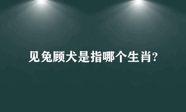 见兔顾犬是指哪个生肖?