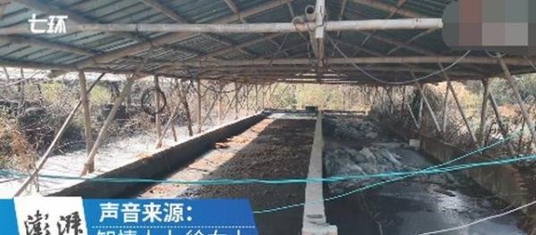 景德镇一养猪场大批死猪致污染?村民:整改一个月未解决