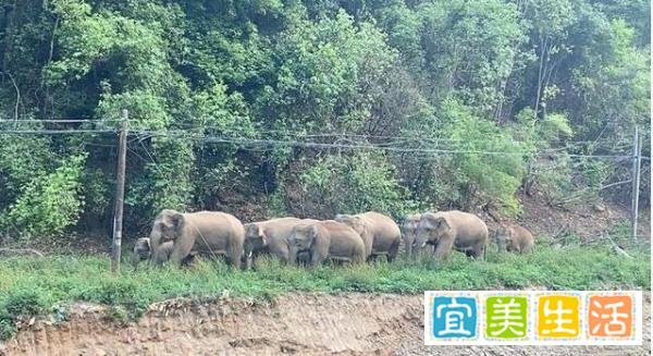 相关部门介入主播直播吃象群食物 这是咋情况?