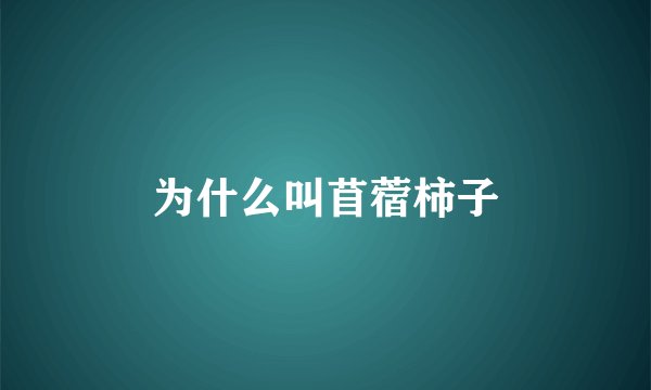 为什么叫苜蓿柿子