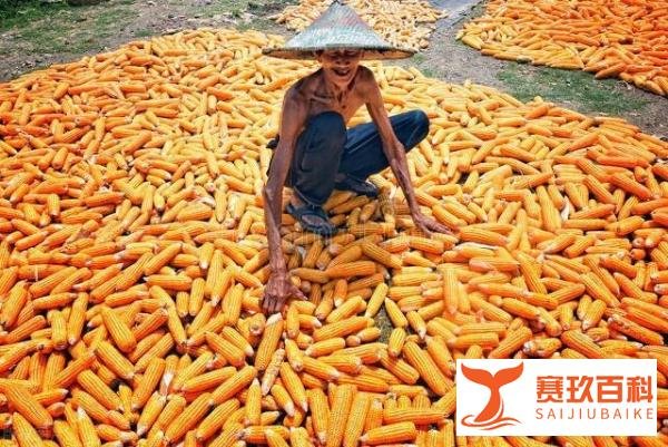 2022年3月全国玉米走势分析:玉米价格涨得发虚,潮粮有“风险”