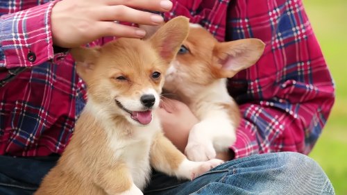 柯基最不值钱的颜色