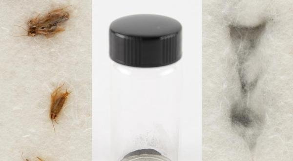 人类首次登月采集的部分月尘被蟑螂吃了，“消化”后进行拍卖
