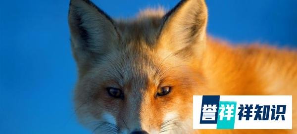 大兴安岭“火狐狸”当事人现身致歉,我们不该造假!