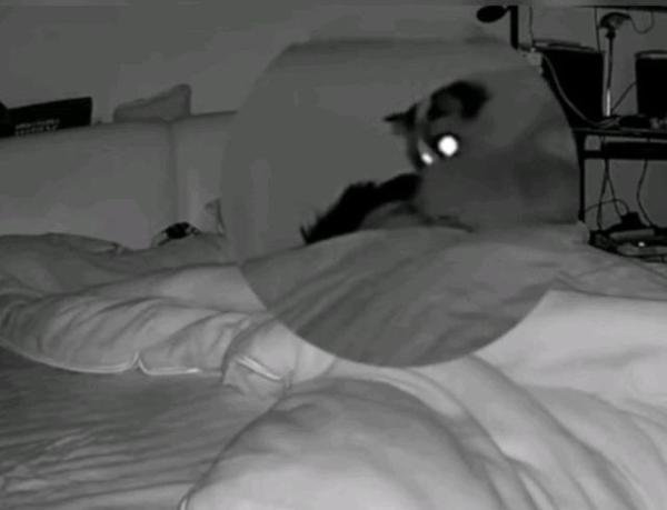 猫咪绝育后半夜偷偷放屁踢主人脸 这是咋情况？