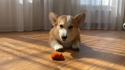 柯基最不值钱的颜色