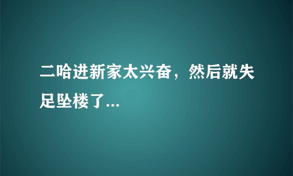 二哈进新家太兴奋，然后就失足坠楼了...