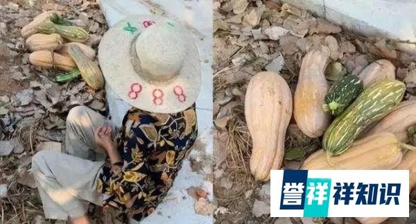 遭老人组团偷瓜损失几百斤，律师：没有法不责众、法不责老