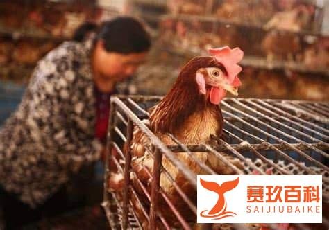 年初的猜测在落实了，四川印发通知，逐步取消现场宰杀销售活禽