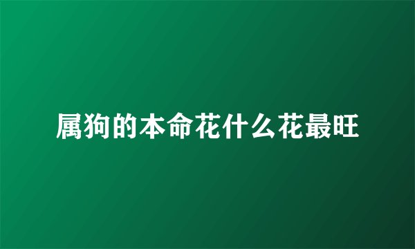 属狗的本命花什么花最旺